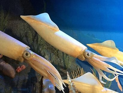 Marine Life in the Putnam Family Gallery. Courtesy of Harvard Museum of Natural History