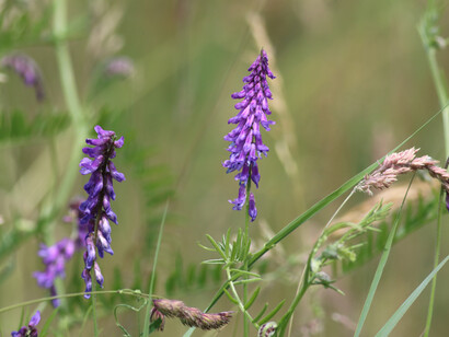 Goat's Rue London Wetland © Gehan de Silva Wijeyeratne