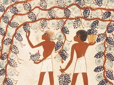 Affresco dalla cosiddetta Tomba di Nakht,  TT52 (Theban Tomb 52) con una scena di vendemmia. Rilevata tra il 198 e il 1910 da Norman de Garis Davies per il Metropolitan Museum of Art di New York, USA