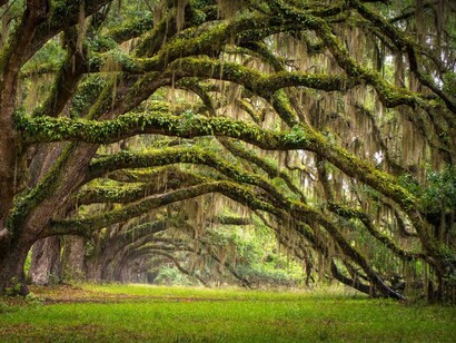Galeria formada pelos troncos de árvores