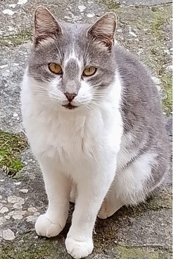 En ese sentido, los gatos no solo cuidan la comida. Sostienen algo más básico: la idea de que alguien todavía se ocupa de alguien.  El borgo viejo de Sipicciano, Italia