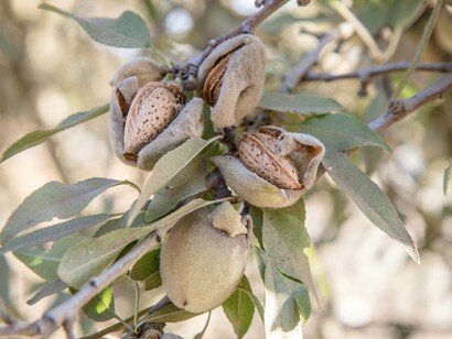 Grazie alla ricerca e all'innovazione, oggi la coltivazione delle mandorle in Puglia sta diventando più sostenibile, con tecniche di irrigazione efficiente e nuove varietà resistenti alle malattie