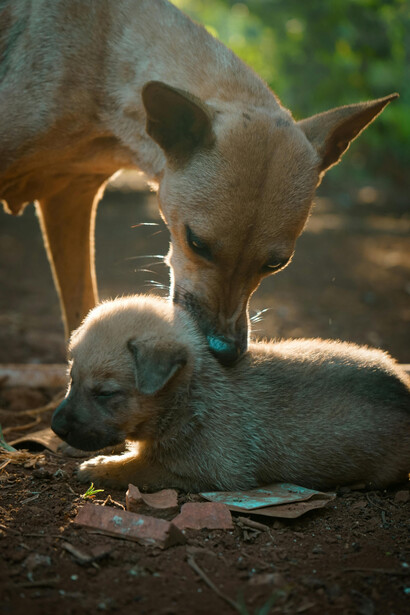 Los perros suelen tener personalidades tan definidas que se vuelven parte esencial del hogar, cada uno con su propio modo de acompañar