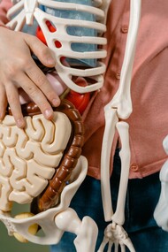 Temos neurônios não apenas no cérebro em nosso crânio, mas também em nosso intestino
