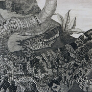 Lucertolone, da Mariae Sibillae Merian, Modena, Biblioteca Estense Universitaria