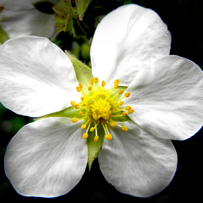 Potentilla fruticosa