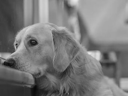 The sad and depressed dog sits alone, its eyes filled with sorrow and its spirit weighed down by melancholy