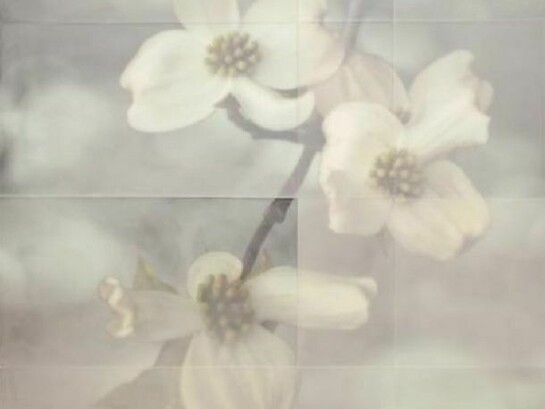 Tom Brydelsky, Dogwood Blossoms, 2013, encaustic on archival print mounted on panel 43 x 43 x 2.5 inches