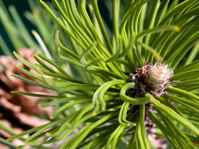 Macrosporofilli di Pino silvestre