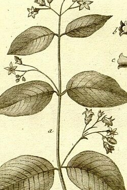 Ilustración de la "Colección de láminas botánicas de la Enciclopedia", 1823