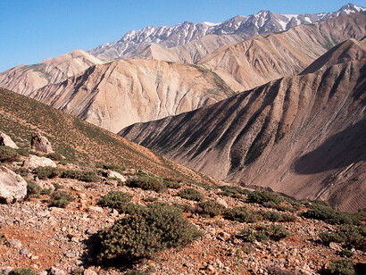 Fliegen, Mücken und Flöhe. Courtesy of Museum für Naturkunde