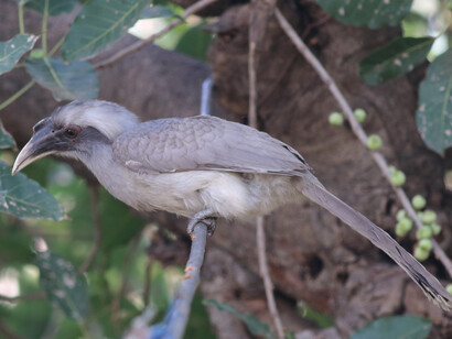 Grey Hornbill on grounds of Chambal Lodge © Gehan de Silva Wijeyeratne