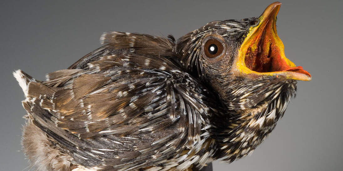 Birds & Indigenous Animals. Courtesy of Museum für Naturkunde