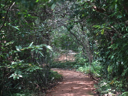 Walking path through dense mangrove at Beddegana Wetland (©  Gehan de Silva Wijeyeratne 