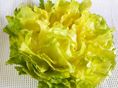 Scarola