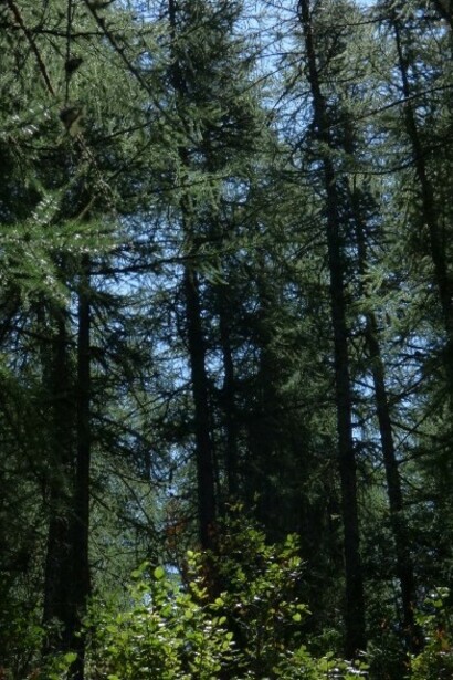 Val di Rhemes, Parco del Gran Paradiso