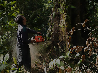 A man vigorously tackles deforestation by chopping down a sizable tree in the forest, highlighting the impactful environmental issue
