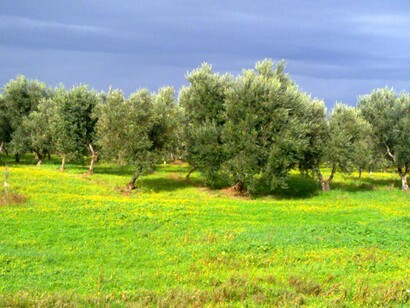 Olivi