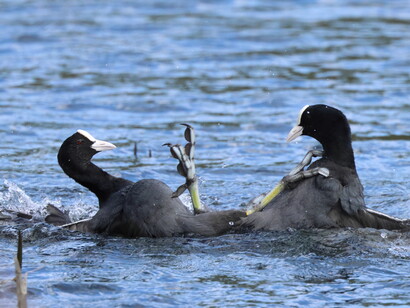 Common Coot © Gehan de Silva Wijeyeratne