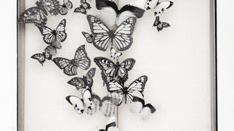 Butterfly, credit Rich Hendry