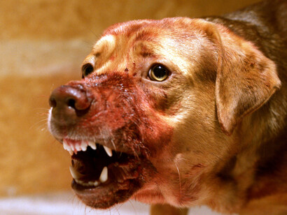 Imagen de *White God*, del director húngaro Kornél Mundruczó