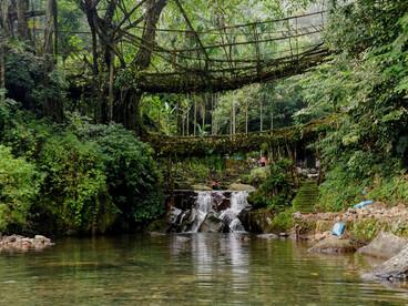 A centuries-old living root bridge surrounded by the dense greenery of Meghalaya’s sacred woodland landscapes, India