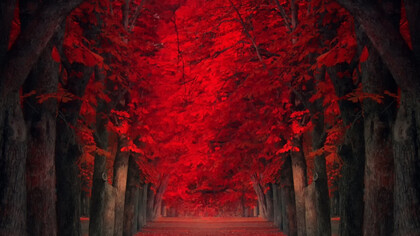 I colori dell'autunno