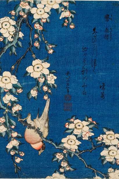 Katsushika Hokusai - Cardellino e ciliegio piangente, dalla serie “Piccoli fiori”, 1832 circa -
Silografia policroma, 25,1 x 18,2 cm. - Honolulu Museum of Art
