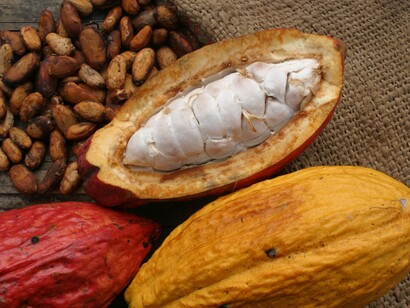 Vainas y granos de cacao