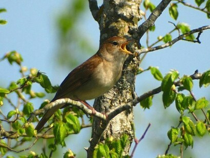 A bird, singing