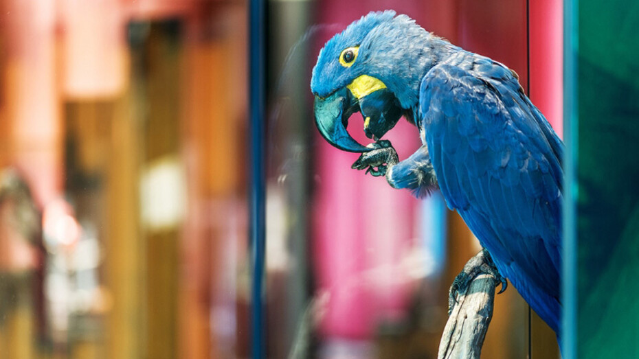 Macaws. Courtesy of Museum für Naturkunde