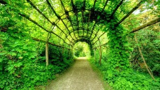 Laube mit Kletterpflanzen im Park bedeckt