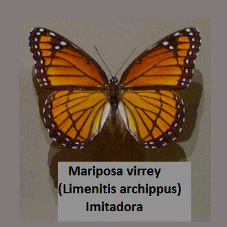 Mariposa virrey