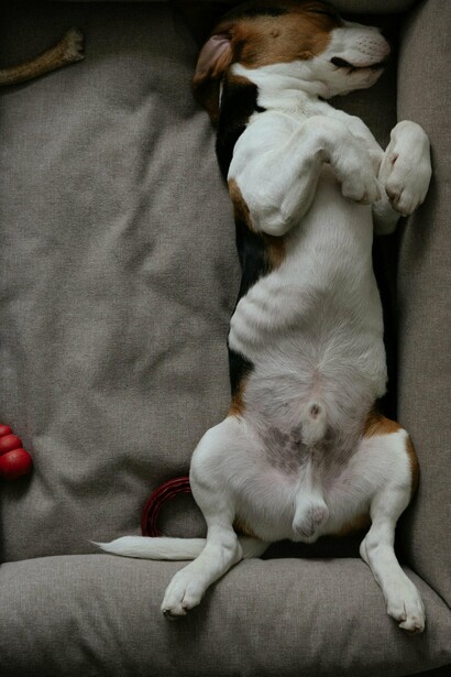 una sesión suave de Reiki para un perro ansioso podría ir acompañada de la difusión de un aceite calmante