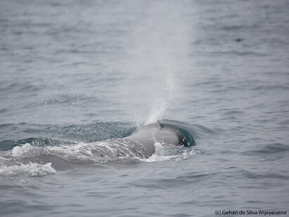 Sperm Whale, Mirissa, Gehan de Silva Wijeyeratne
