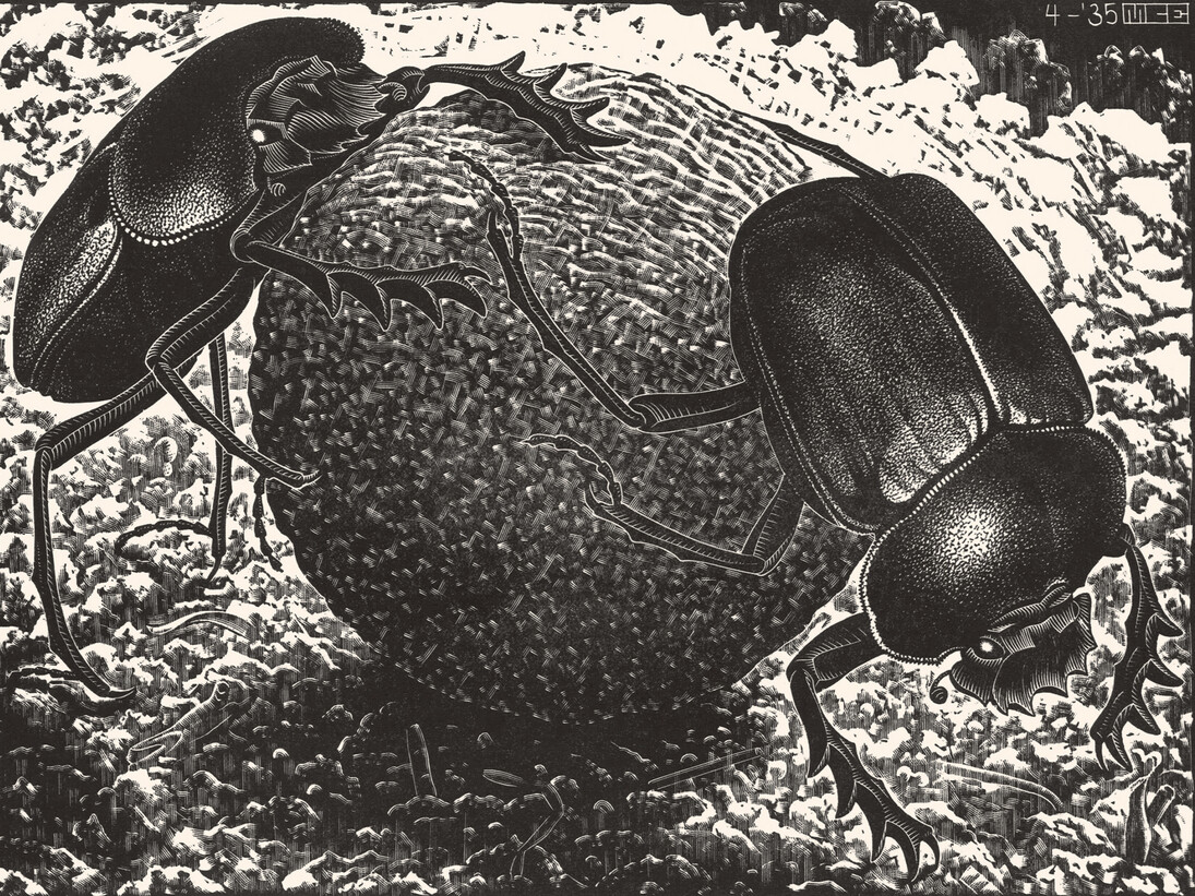 Maurits Cornelis Escher, Beetles, April 1935, xilography, 18,10 x 24 cm, Collezione Giudiceandrea Federico, All M.C. Escher works © 2015 The M.C. Escher Company. All rights reserved