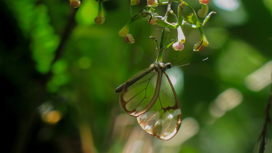 The Crystal Butterfly at the Orquigonia ecological reserve, ph. Willy Castellanos