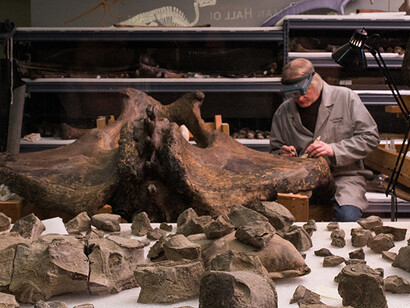 Paleolab. Courtesy of Carnegie Museum of Natural History