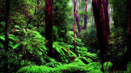 La foresta amazzonica