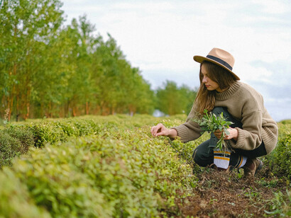 A woman working on a plantation in the countryside, engaged in agricultural and agronomy activities among bush vegetation