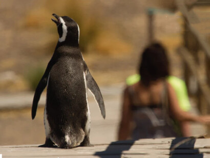 Los visitantes de Punta Tambo pueden recorrer un sendero cercano a los pingüinos, pero deben respetar su espacio y no tocarlos. Chubut, Argentina