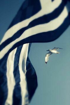 Seagull in the blue skyes of Greece