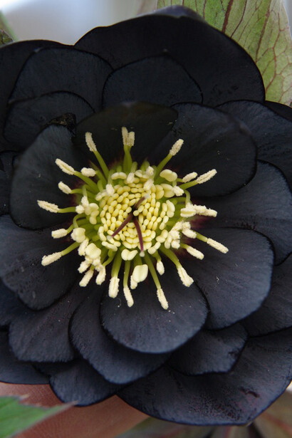 La valenza magica e simbolica dell'elleboro nero