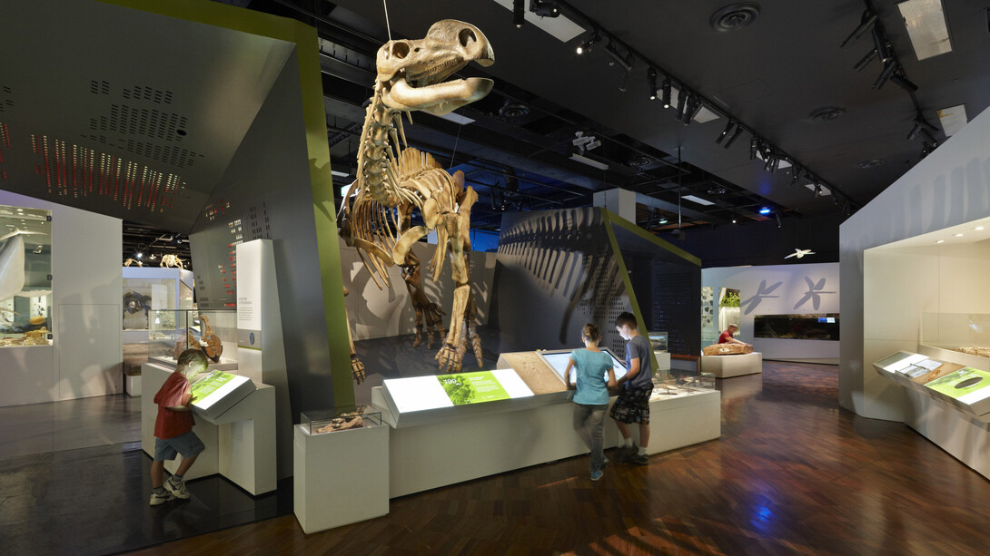 600 million years, exhibition view. Courtesy of Melbourne Museum