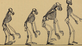 L'evoluzione dell'uomo, esposizione popolare dei principali punti dell'ontogenesi e della filogenesi umana, Ernst Heinrich Philipp August Haeckel, 1879, 