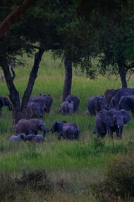 Foto a la distancia de elefantes caminando en un campo de hierba cerca de los árboles