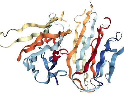Fischer élucide vers 1935 la formation de la liaison peptidique entre les acides aminés
