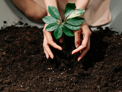 Someone carefully planting in the soil, nurturing growth and new beginnings