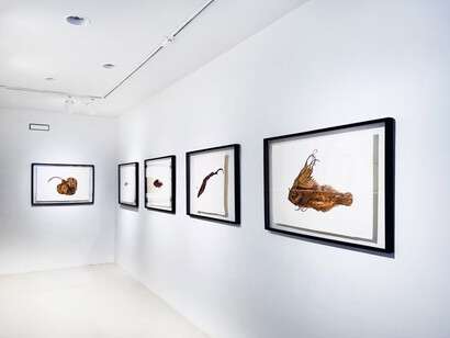 Brandon Ballengée, L’art de la solitude, Exhibition View, 2023. Courtesy of Jennifer Baahng Gallery
