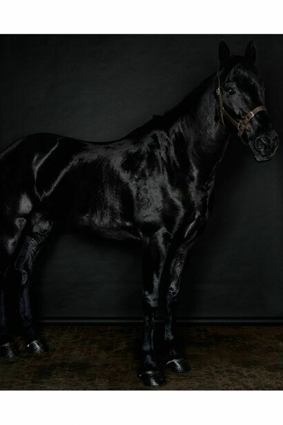 Sarah Jones, Horse (profile) (black) (II/II), 2014, C Print, 59 7/8 x 48 inches (framed) (152.1 x 121.9 cm). Courtesy Anton Kern Gallery, New York